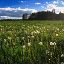 Wiese am Waldrand Sievershausen